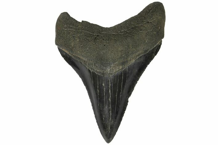 Serrated, Juvenile Megalodon Tooth - South Carolina #183020